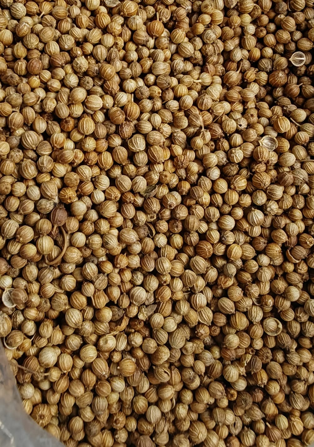 Coriander from Romania